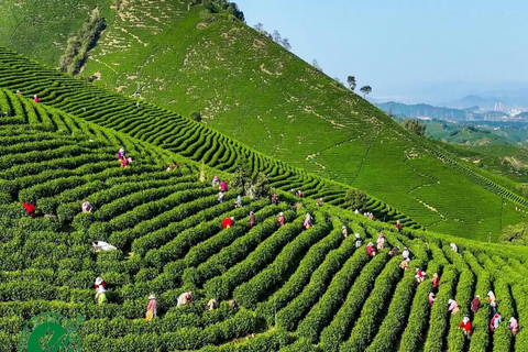 Shanghai: Crouching Tiger Bamboo Forest & White Tea Trip
