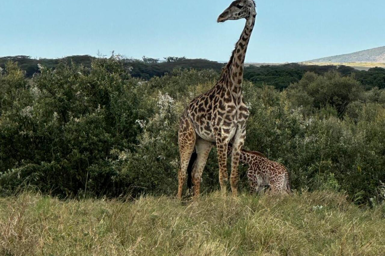 Nairobi National Park 5-Hour Game Drive Morning or Afternoon