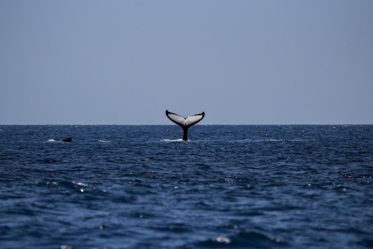 Obserwacja wielorybów w Mirissie z lunchem z owoców morza