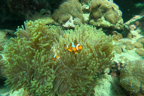 Koh Lipe: Private Boat Ride with 7 Top Snorkeling Spots