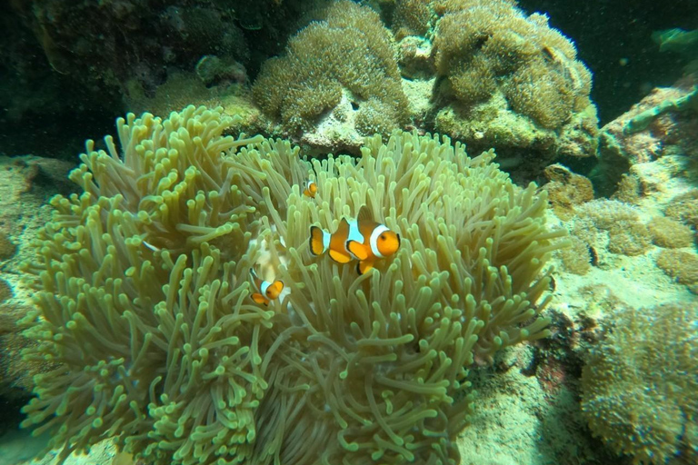 Koh Lipe: Private Boat Ride with 7 Top Snorkeling Spots