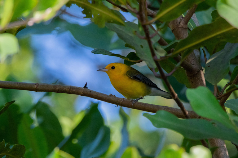 FIUME TARCOLES: SAFARI DEI COCCODRILLI NELLA GIUNGLA E TOUR DI BIRD WATCHING