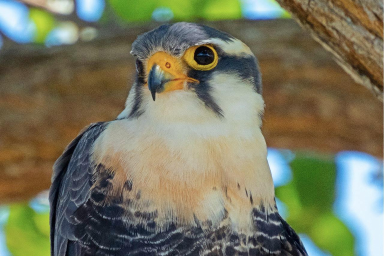 Kartagena: prywatna wycieczka z obserwacją ptaków w tropikalnym lesie suchymKartagena: Prywatna wycieczka z obserwacją ptaków w tropikalnym lesie suchym