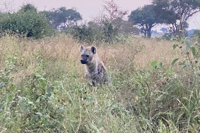 Nairobi: Quad Bike Wildlife Safari mit Transfers &amp; MahlzeitEinstündige Quad Bike Wildlife Safari mit Transfers &amp; Mahlzeit