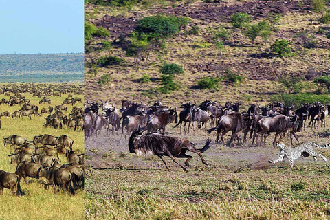 Arusha: Excursão de um dia à Cratera de Ngorongoro