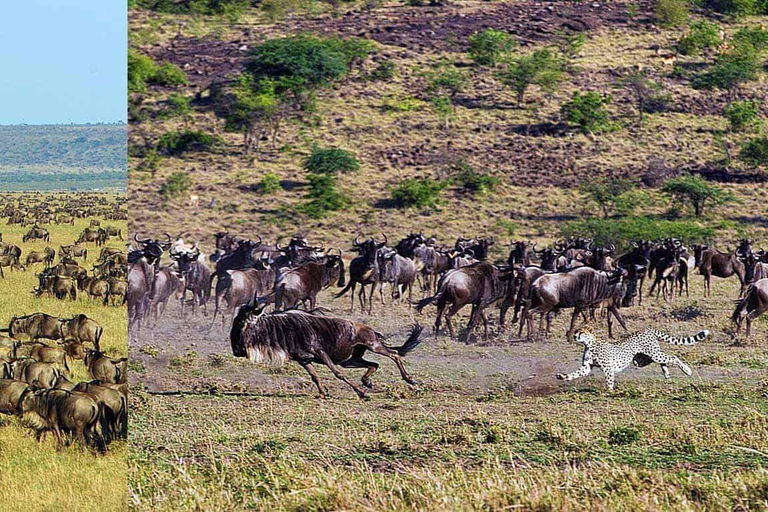 Arusha: Dagstur till Ngorongoro-kratern