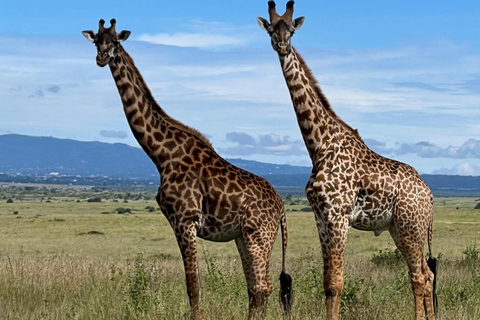 Nairobi National Park Half-Day Safari – Wildlife Game Drive