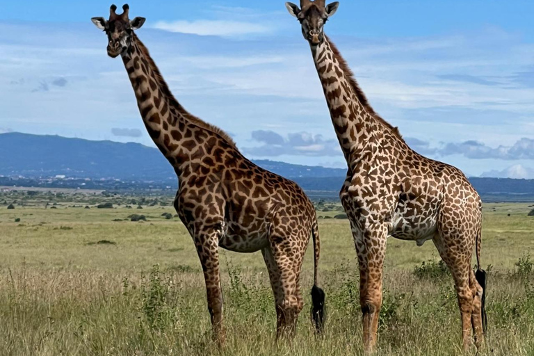 Nairobi National Park Half-Day Safari – Wildlife Game Drive