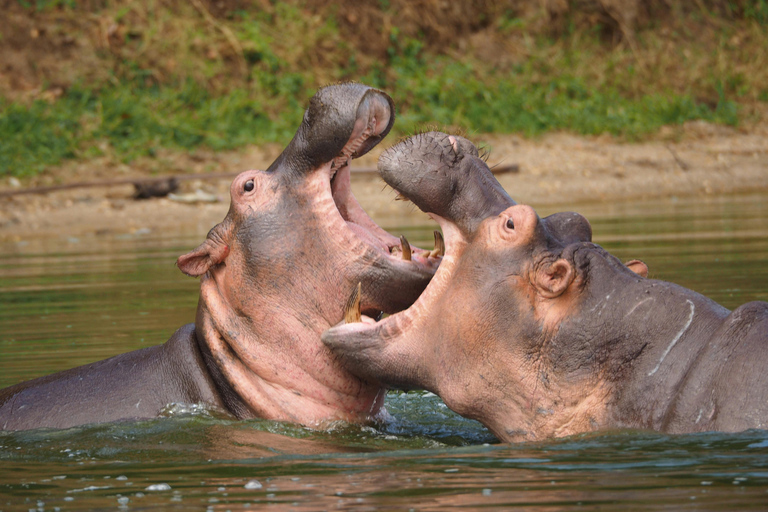 4-Days Masai Mara Safari From Nairobi With Park Fees