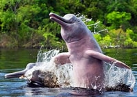Iquitos to Manaus 9 days 8 nights - Housity