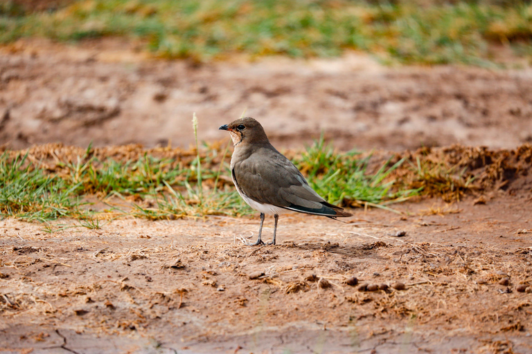 Nairobi: National Park Guided Game Drive Nairobi National Park Private Game Drive