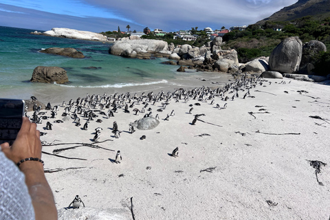 Cape of Good Hope, Chapman's Peak Drive, Penguins , Seals