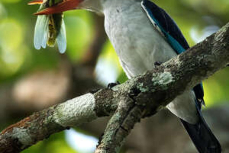 Zanzibar: Birdwatching Tour with Pickup