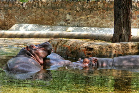 Delhi: 5 dias de Triângulo Dourado com Safari do Tigre de RanthamboreHotel 3 estrelas + Guia em direto + Carro AC