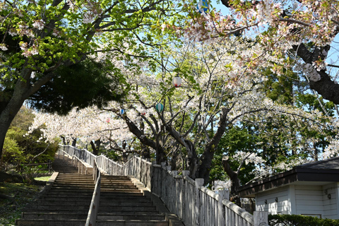 Hokkaido Hakodate 2D1N Kirschblüten Bustour ab Sapporo2 Personen/1 Zimmer