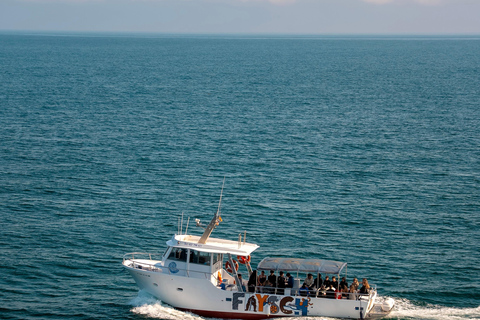 Basque Coast: Flysch Boat Tour or Walking Tour