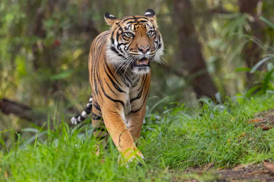 San Diego Zoo Safari Park Tagesticket. Foto: GetYourGuide