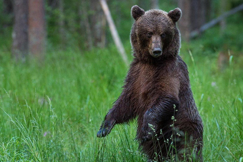 Tallinn: Wild Bear Watching in Forest, Night in Log House