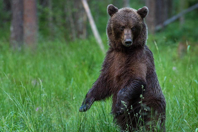 Tallinn: Wild Bear Watching in Forest, Night in Log House