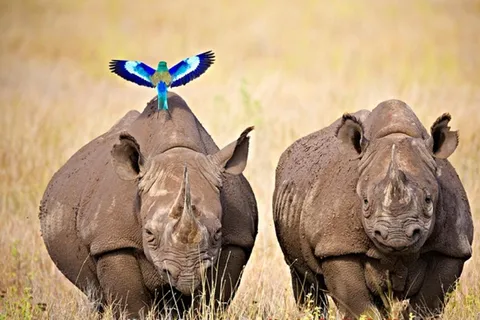 From Nairobi: 2 days 1 night Safari to Ol Pejeta Conservancy