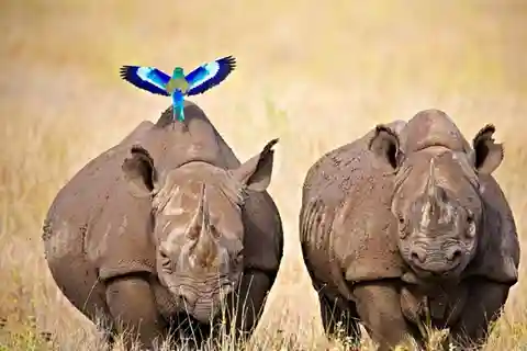 Desde Nairobi: Safari de 2 días y 1 noche a Ol Pejeta Conservancy