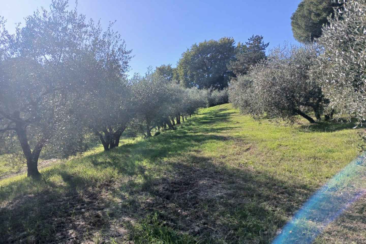 San Gimignano: Winery Visit with Picnic in Olive Grove