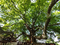 De Estambul, Bursa y Uludag Bus Tour con teleférico - Housity