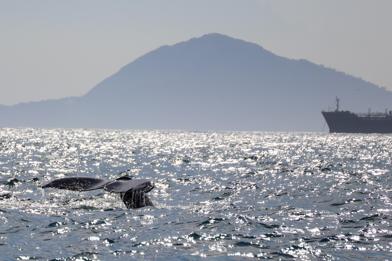 Exclusive Whale Watching Tour in Rio de Janeiro