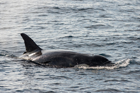 " Great Whales " - Education programme - Whales , Dolphins