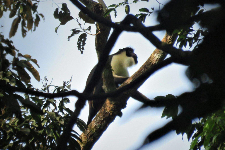 Sierra Leone: Gola Rainforest National Park Guided Tour