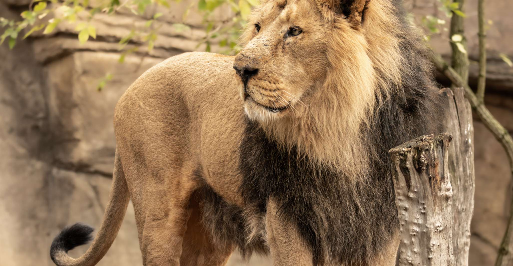 London Zoo: Entry Ticket