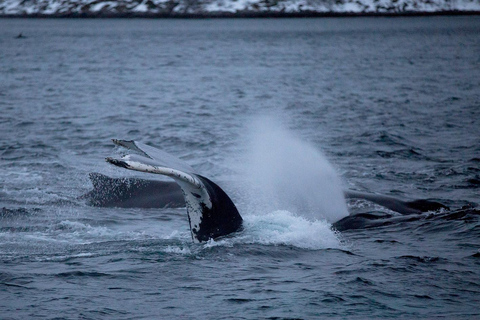 Tromsø: Responsible Whale Watching Cruise Aboard MS Alba