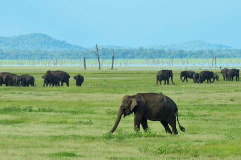 From Sigiriya: Minneriya National Park Safari & Boat Ride