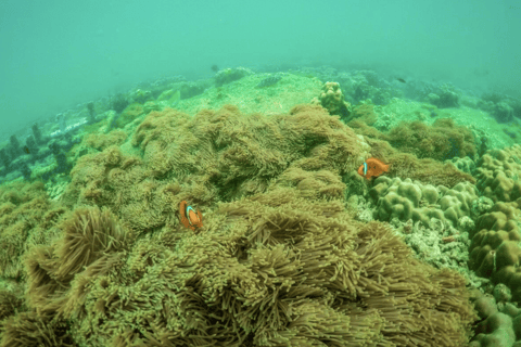 Pattaya: 3-Island Day Trip with Water Activities & Transfers