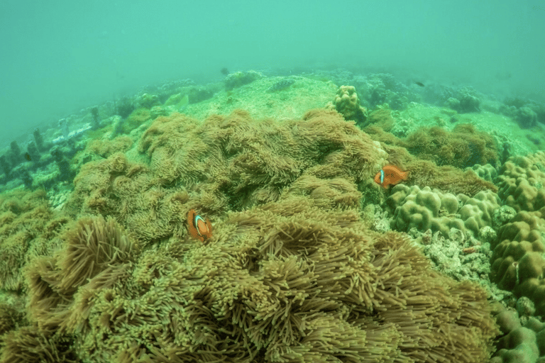 Pattaya: 3-Island Day Trip with Water Activities & Transfers