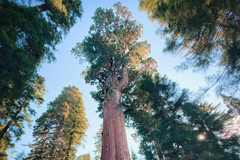 Sequoia National Park & Crystal Cave Tour from San Francisco