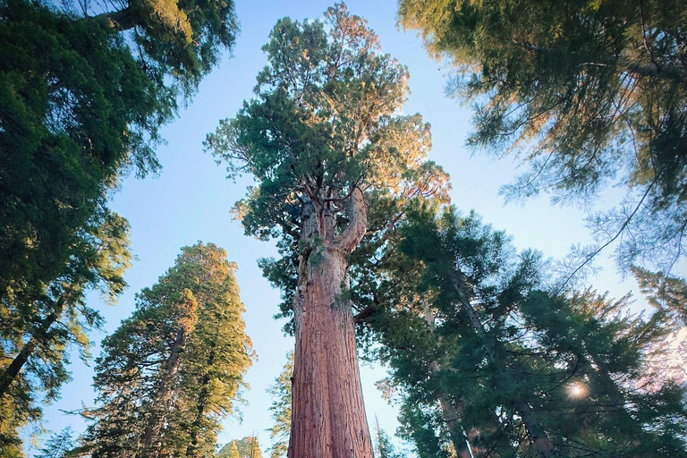 Sequoia National Park & Crystal Cave Tour from San Francisco