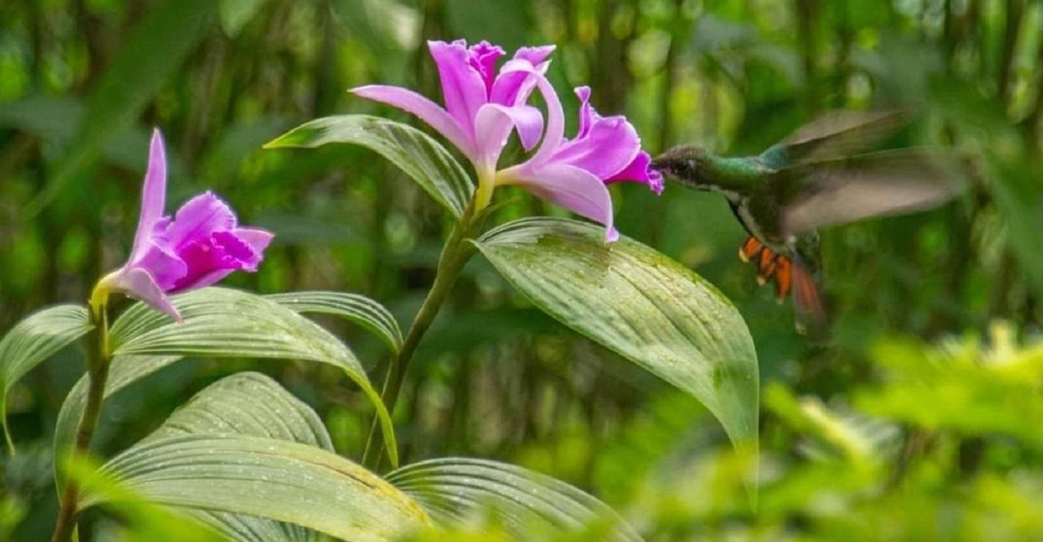 Yerette's Home Of The Hummingbirds Tour - Housity