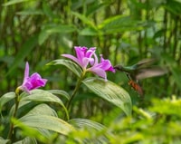 Yerette's Home Of The Hummingbirds Tour - Housity