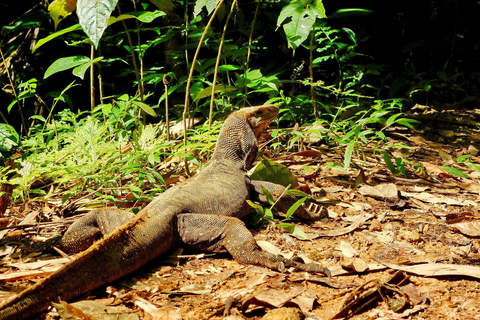 Khao Sok Jungle Day Trip - Jungle Trekking & Bamboo Rafting