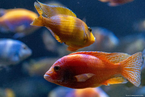 Rio de Janeiro: Entry Ticket to AquaRio