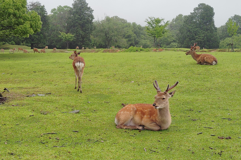 奈良：雾霭中与鹿共行的神圣晨间漫步奈良：雾中与鹿共行的神圣晨间漫步