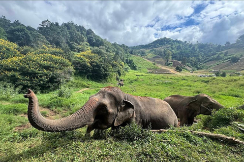 Chiang Mai: Temple Visit & Elephant Nature Observation