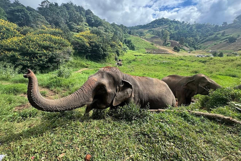 Chiang Mai: Temple Visit & Elephant Nature Observation