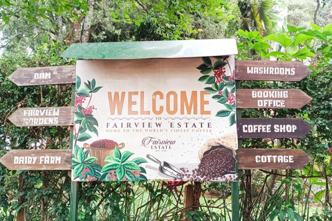 Nairobi: Fairview Coffee Estate Tour & Tasting