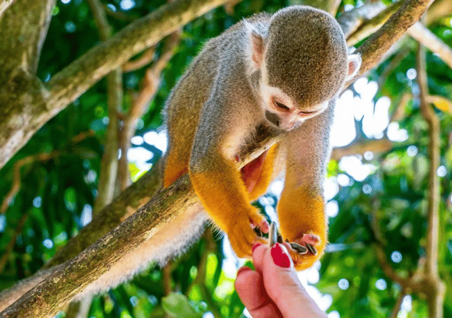 Punta Cana: Monkey Land Adventure Park Safari Plantation