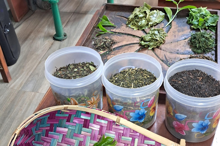 Ella: Organic Tea Plantation Tour with Tea Making & Tasting