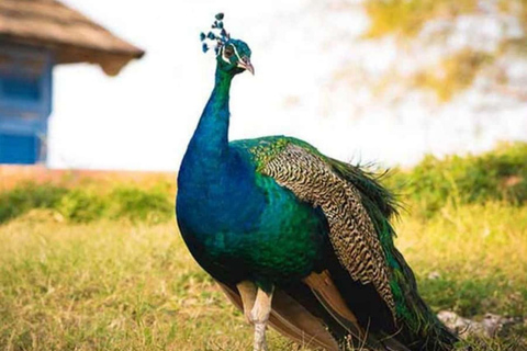 桑给巴尔：监狱岛、纳库彭达沙滩和萨拉姆海龟游泳私人观光（含接送服务）