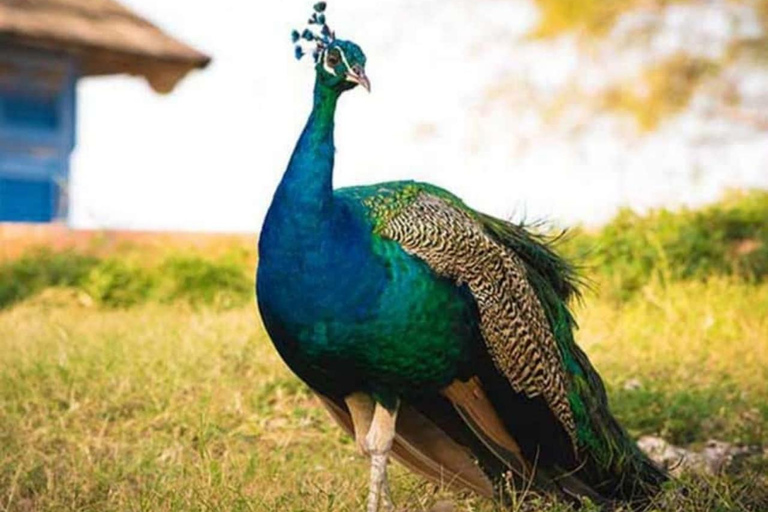 桑给巴尔：监狱岛、纳库彭达沙滩和萨拉姆海龟游泳私人观光（含接送服务）