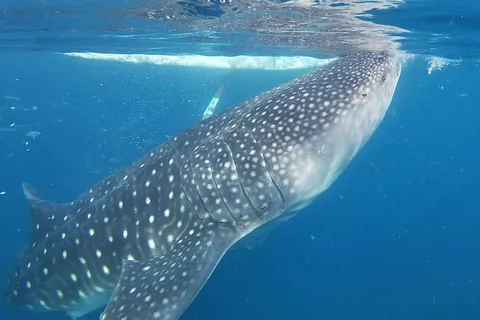 Cebu: Oslob Whaleshark & Sardines Run Snorkeling Day Tour